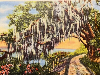 Royal Arch Oak Moss Covered Tree Flowers Tropical Florida Fl 1942 Postcard