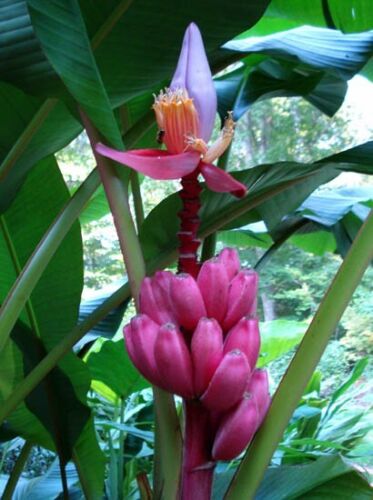 MUSA VELUTINA - Pink Banana Plant - 20 x Fresh Tropical Seeds - Afbeelding 1 van 6