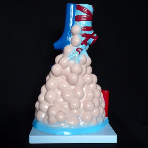 Magnified Anatomical Human Pulmonary Alveoli Model - Medical Anatomy - Picture 2 of 2