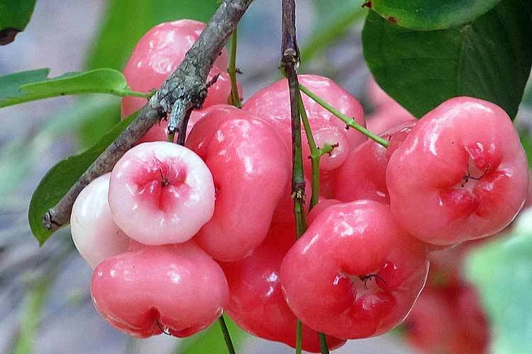 Rose Water Apple Live Sapling Wax Java Apple Champa Jambakka Jamba Fruit  Seeds | eBay