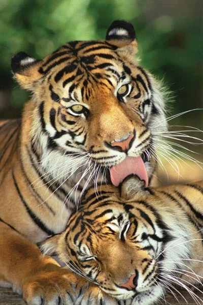 Mother's Love Poster! Bengal Tiger Cub Nature Beauty Exotic Endangered  Species | eBay