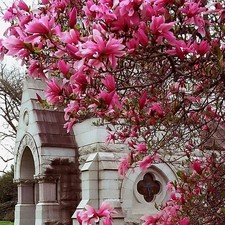 Magnolia 'Betty' - Magnolia caduc à fleurs roses