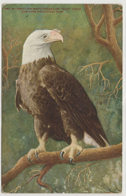 American White Headed Bald Eagle Postcard New York Zoological Park No 1552