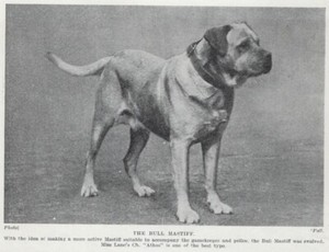 Bull Mastiff "Athos" - 1934 Vintage Dog Art "Photo" Print - CUSTOM MATTED