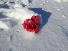 Red Rose On Snowy Ground Digital Photo, Desktop Wallpaper, Cellphone Wallpaper 