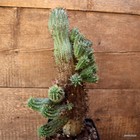 D2673 EUPHORBIA STELLISPINA OLD pot14-H36-W25 cm MaMa Cactus