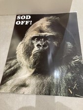 Silver Back Gorilla SOD OFF laminierter Posterdruck Maße 41 cm x 51 cm NEU