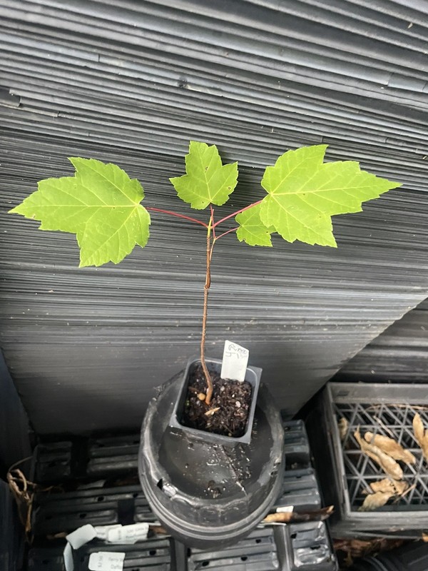 Red Maple Tree