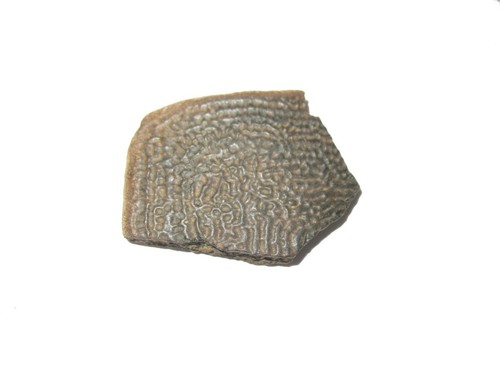 Cretaceous Hell Creek dinosaur age Turtle shell fossil COLLECTION 7 species nice - Picture 6 of 9