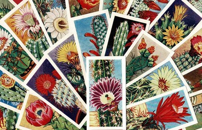 KAKTEEN - 1962 BRITISH TEA TRADE CARD SET - LAMBERTS - SUKKULENTEN PFLANZEN (OS01)