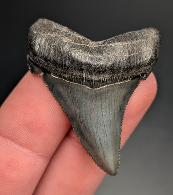 #ad #ad Gorgeous Black Angustiden Shark Tooth SC Natural Fossil Megalodon Predecessor $44.00