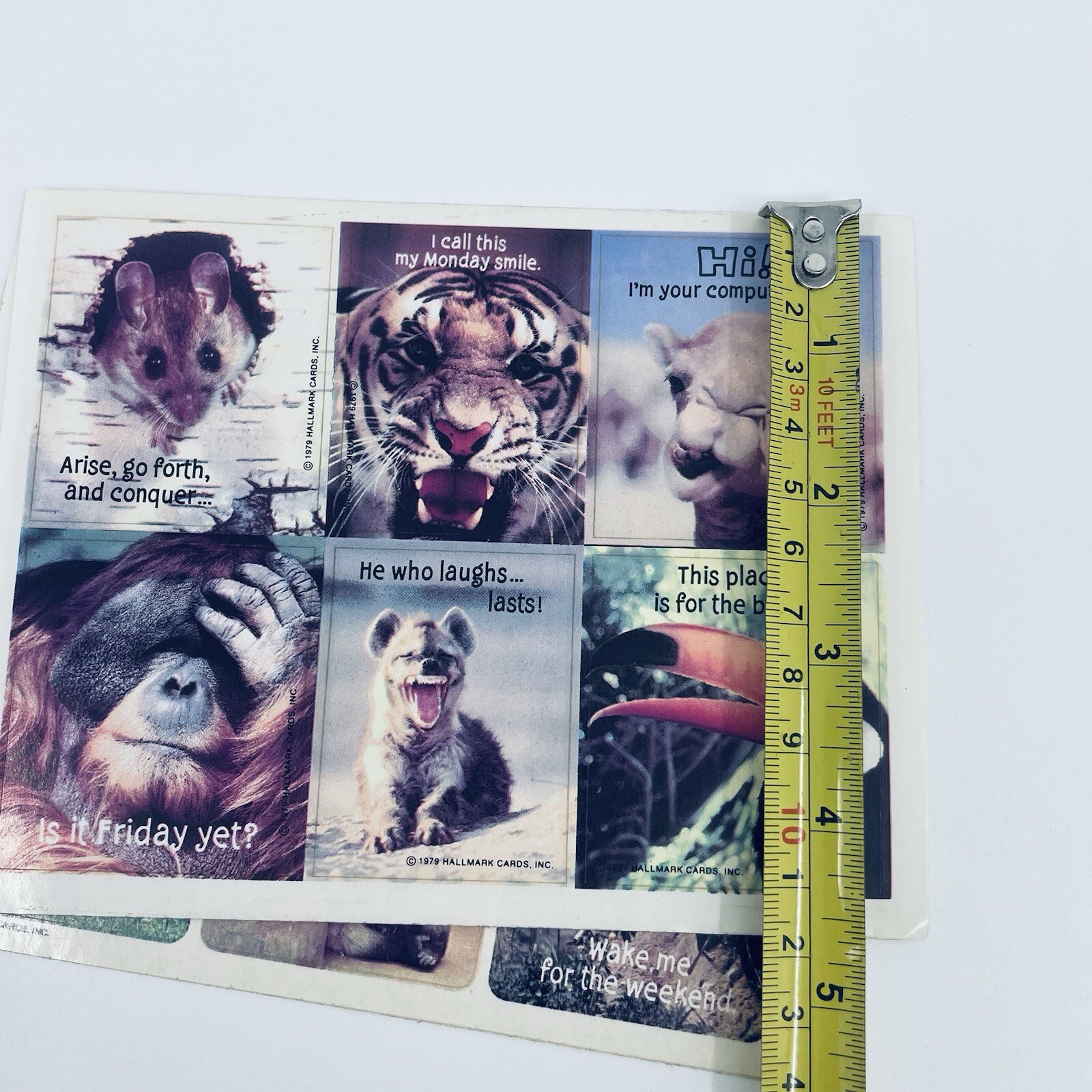 Foto 7 di 8