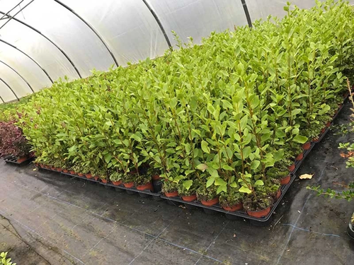 50 Griselinia Hedging Plants - New Zealand Laurel - apx 20-30cm Tall in Pots - Picture 6 of 10