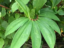 50pcs Dried Organic Insulin plant leaves Herbal Tea Thebu Ceylon