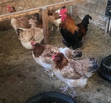 10  Standard Wheaten Marans Hatching Eggs - Autosexing Marans