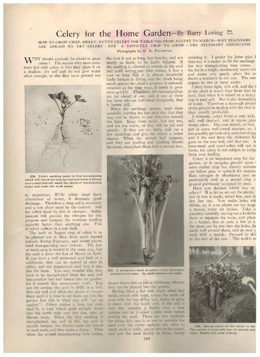 May 1905 The Garden Magazine, Vol 1, No. 4, pp 169-198, free shipping - Picture 6 of 7