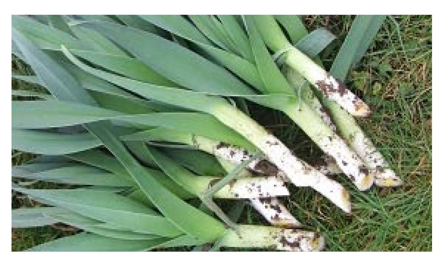 12 (min) MULTIPLYING LEEK PLANTS GROWING WALKY LEEKS TRANSPLANTS IN THE