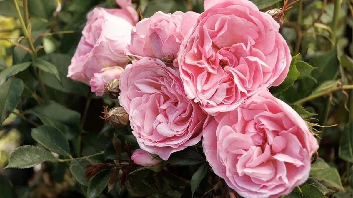 Cutting/Leaf Roses for sale | eBay