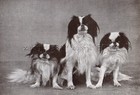 New ListingDog Japanese Chin & Pekingese Dogs, Vintage Print 1930s