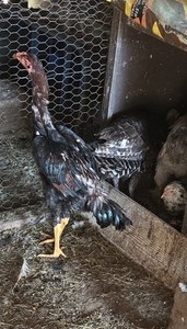 10 FERTILE HATCHING EGGS BYM *READ DESCRIPTION*