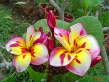 5 Pink White Yellow Plumeria Seeds Plants Flower Hawaiian Flowers Perennial Seed