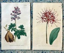 2 Curtis 1793-1806 antique botanical garden prints: Fumitory & Blood-flower #232
