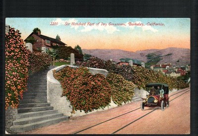 BERKELEY, CA *  RESIDENTIAL 600 FT. of IVY GERANIUMS * UNPOSTED VINTAGE c. 1910