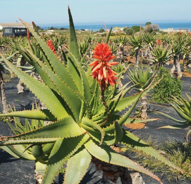 Aloe arborescens, Krantz aloe, Candelabra aloe - 10 Se eds | eBay