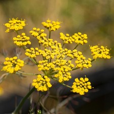 Fennel Bronze Herb - Culinary Plant Kitchen Garden Cooking Outdoor