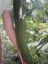 Long Vegetable Luffa Seeds High Yield loofah sponge gourd, Luffa cylindrica 