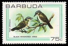 BARBUDA 441 (SG513) - Black-whiskered Vireo "Vireo altiloquus" (pa66078)