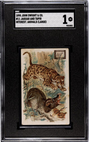 1898 John Dwight & Co. Jaguar et Tapir #11 animaux intéressants, grand SGC 1 - Photo 1/3