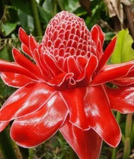 🌺🌺 Magnificent Curcuma Red flower-plant 3root rhizomes fast grow turmeric GR30