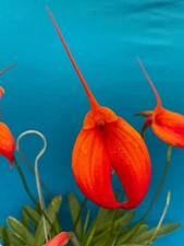 Masdevallia Heathii Deep Red Orange BS Orchid 4” Pot Division Very Tall Spikes
