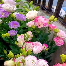 Lisianthus Seeds, Pack of 100 Mixed Color Eustoma Grandiflorum