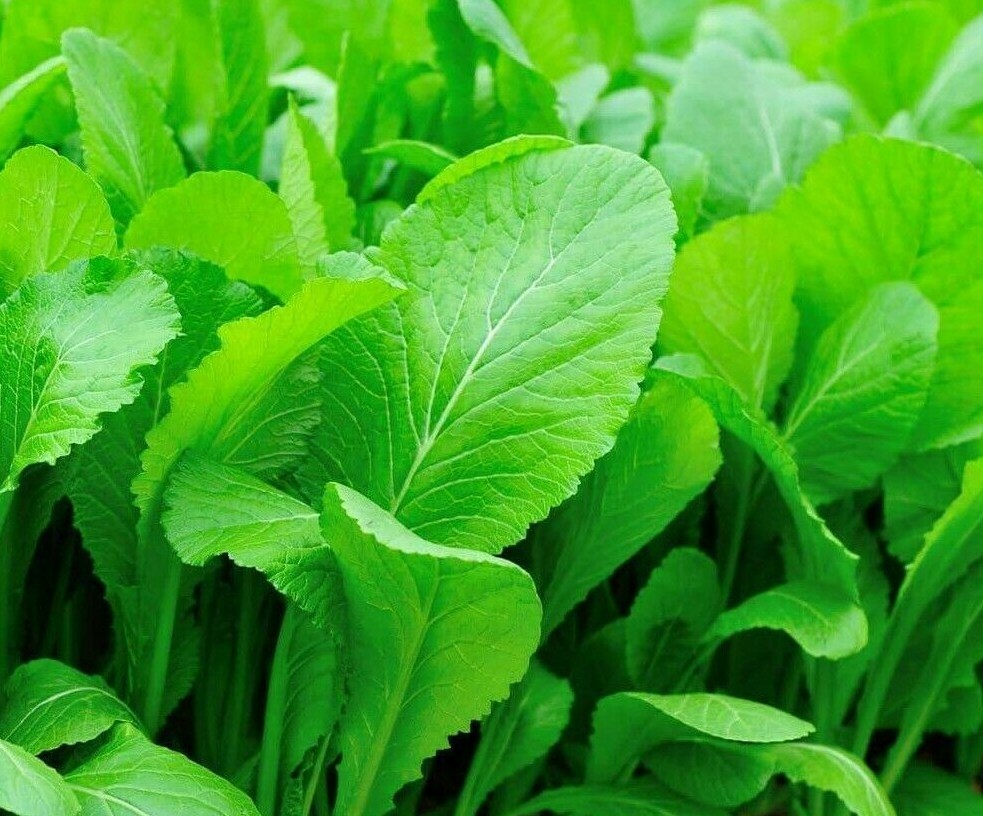 MUSTARD SEEDS 500+ TENDERGREEN healthy GARDEN greens LEAFY salads FREE SHIPPING