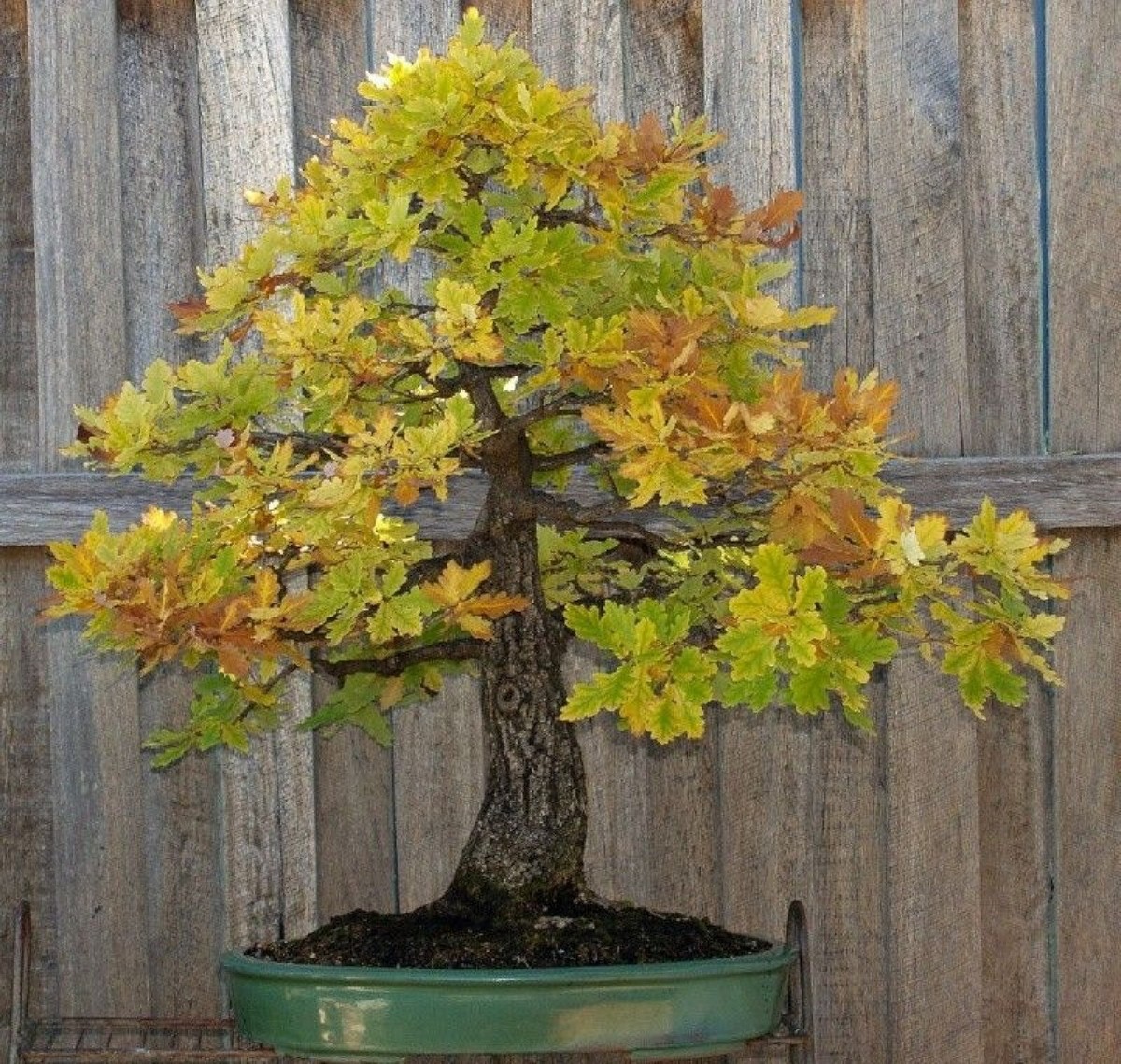 Blue Oak {Quercus macrocarpa} Bonsai Beauty 2026 Harvest 15 seeds Free  Shipping! | eBay