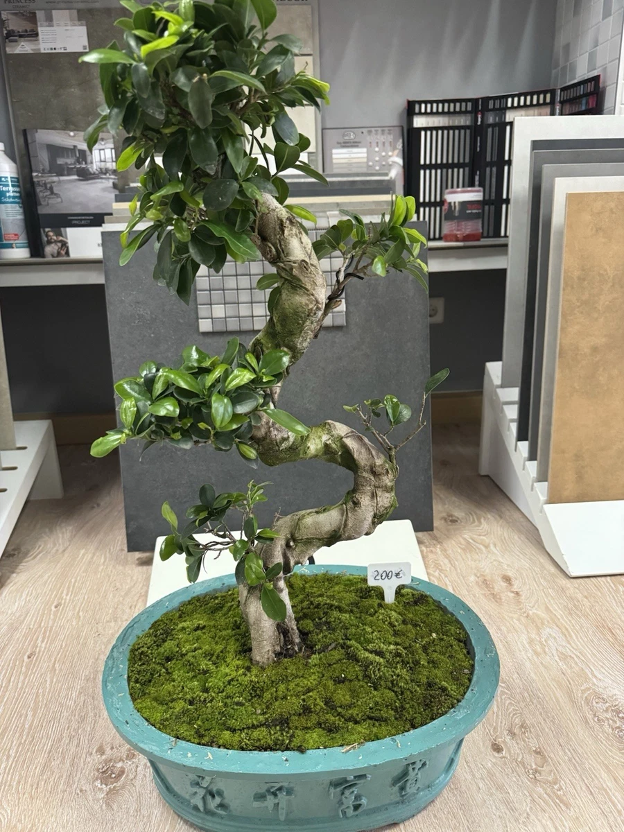 Ginseng Bonsai online kaufen | eBay.de