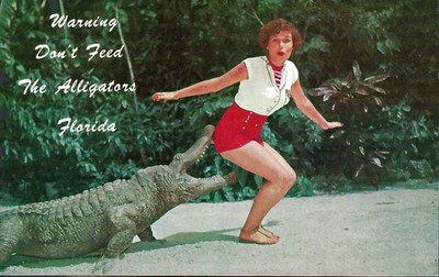 Vintage Humorous Postcard, ''Warning: Don't Feed The Alligators'', Florida, used