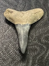 FOSSILIZED SHARK TOOTH..1 Inch LEMON from Bone Valley Florida 