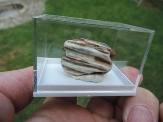 Tooth from the original horse Equus from Hamminkeln in North Rhine Westphalia