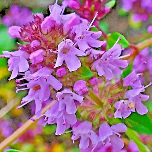 CREEPING THYME 4000 SEEDS PURPLE GROUNDCOVER LAWN HERB DROUGHT ARID PERENNIAL US - Picture 1 of 8