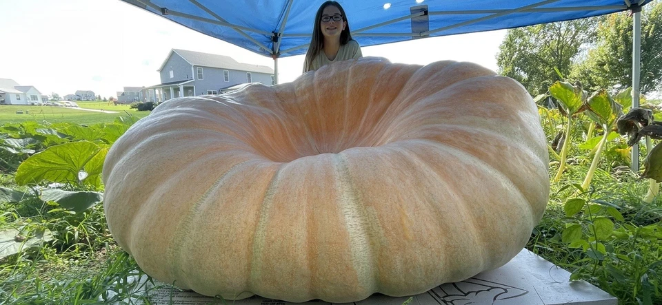 Atlantic Giant Pumpkin Seeds 1109 McMillin’23 (1819 Marshall X 2147 Marshall) $35 Foto 2 de 4