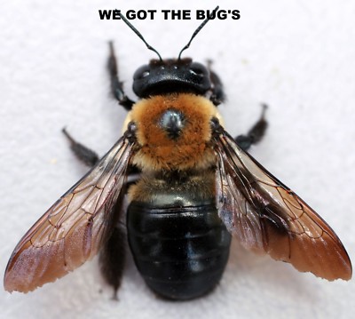 2 Nice Carpenter bee DRYED SPECIMEN INSECT TAXIDERMY WE GOT THE BUG'S