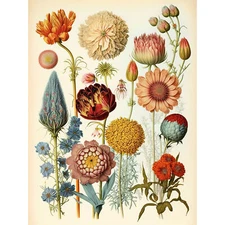 Vintage Botanical Illustration Ernst Haeckel Style Huge Wall Art Print 18X24 In