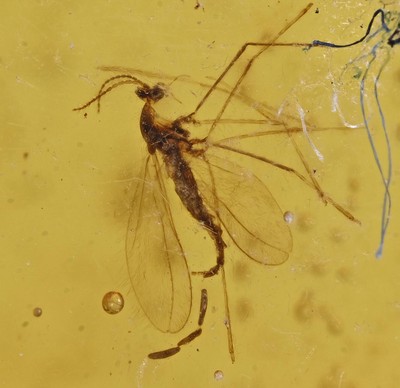 Nematocera laying eggs, Fossil insect inclusion in Burmese Amber