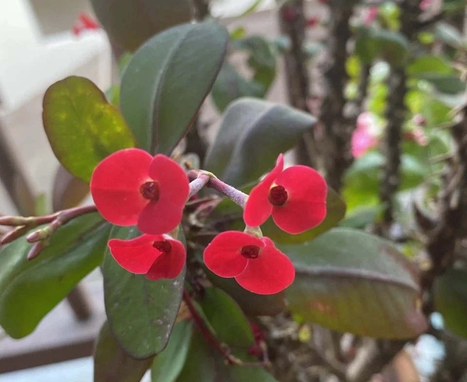 Euphorbia Milii Corona De Cristo Rooted Cutting small red flower - Image 2 of 4