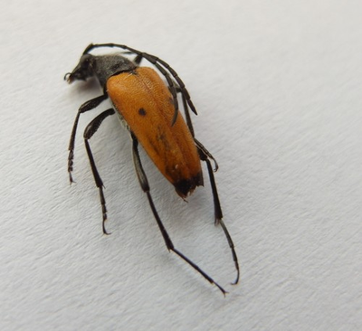 #ad Nustera lindbergi Villiers 1943 Coleoptera: Cerambycidae longhorn beetles $98.00