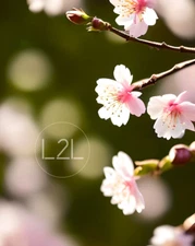 Cherry Blossoms Bokeh Digital Image Picture Photo Wallpaper Background AI ART