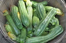 25+ Costata Romanesco Zucchini Squash Seeds for Planting - USA - FREE SHIPPING!